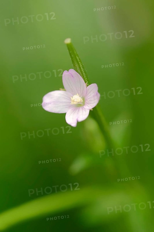 Smallflower Hairy Willowherb (Epilobium parviflorum)