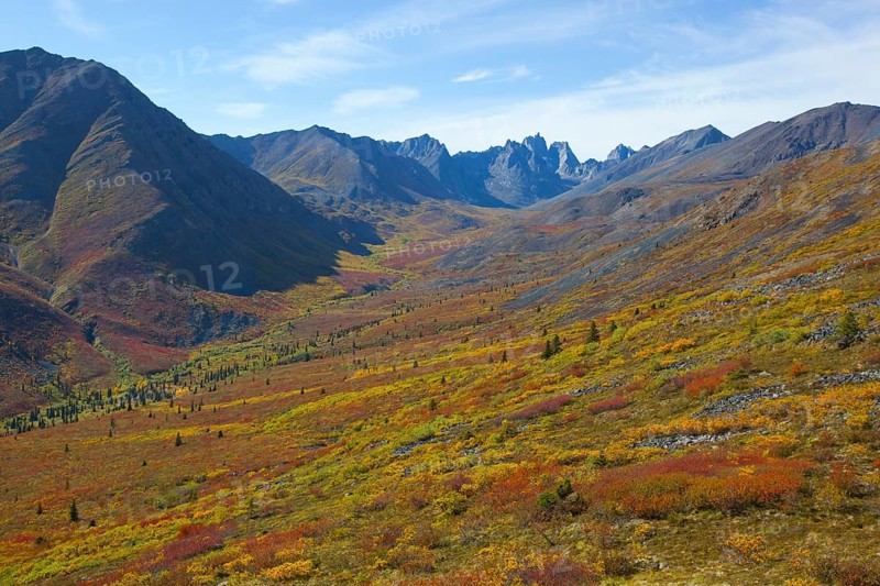 Grizzly Valley