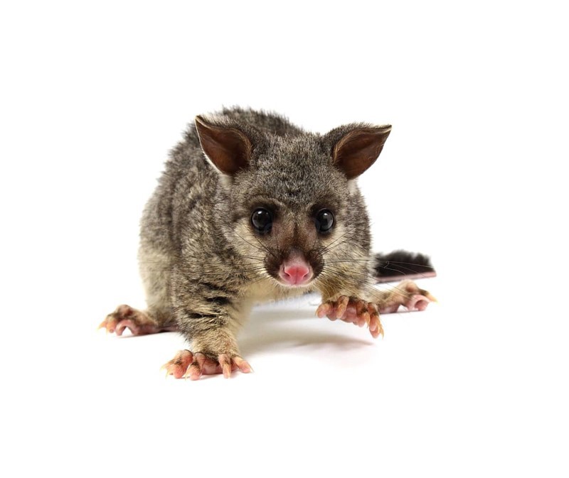 Common Brushtail Possum (Trichosurus vulpecula)