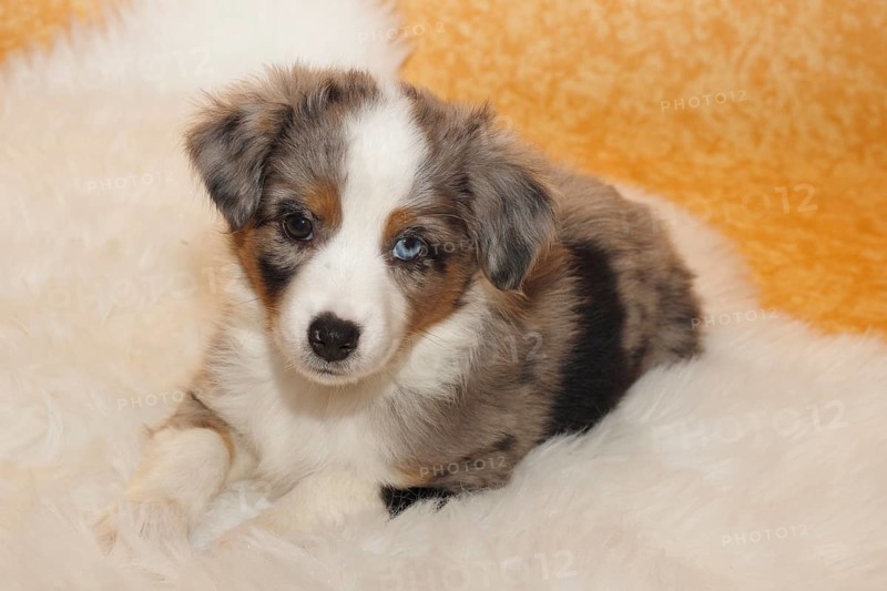 Miniature American Shepherd