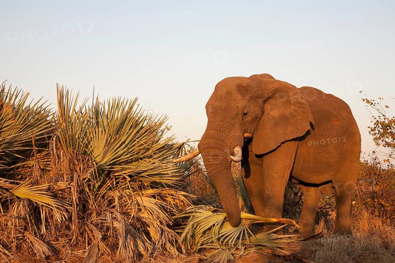 African Elephant (Loxodonta africana) feeding on Ilala Palms (Hyphaene coriacea)
