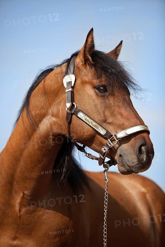 Gelding