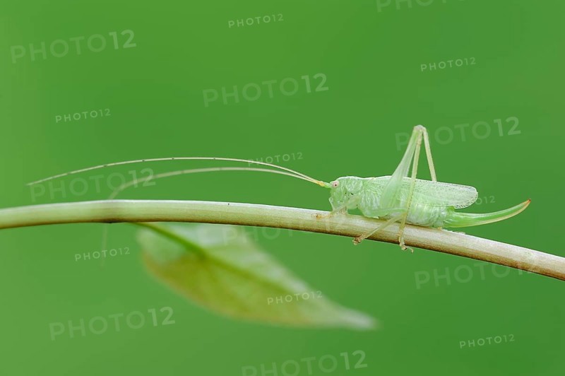 Oak Bush-Cricket or Drumming Katydid (Meconema thalassinum)