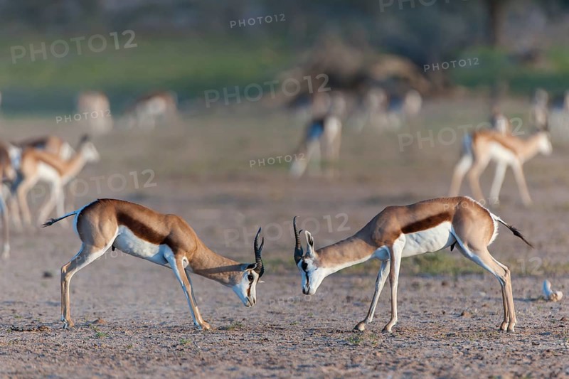 Male Springboks (Antidorcas marsupialis) fighting for dominance and social rank in the herd