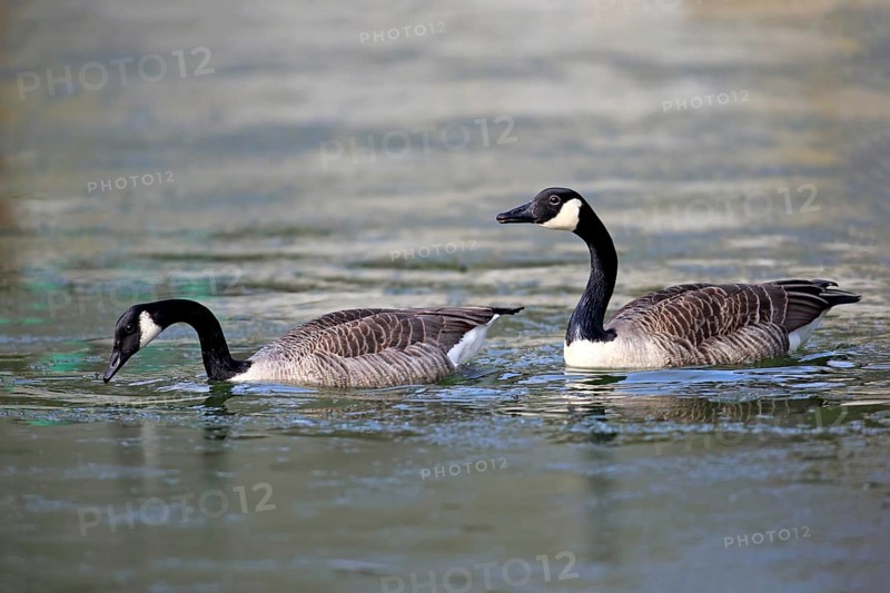 Canada Goose (Branta canadensis)