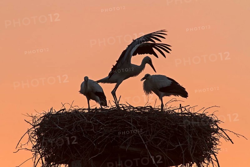 Young White Storks (Ciconia ciconia) on a nest