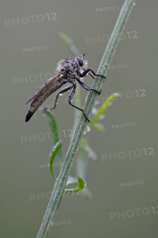 Robber Fly (Eutolmus rufibarbis)