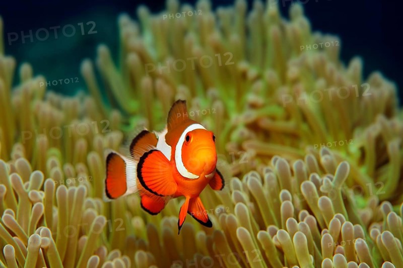 Ocellaris Clownfish or Common Clownfish (Amphiprion ocellaris)