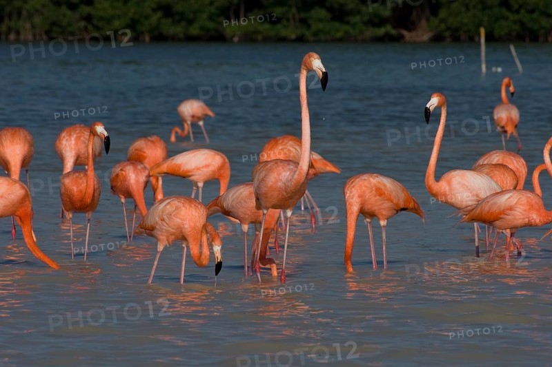 American flamingos (Phoenicopterus ruber)