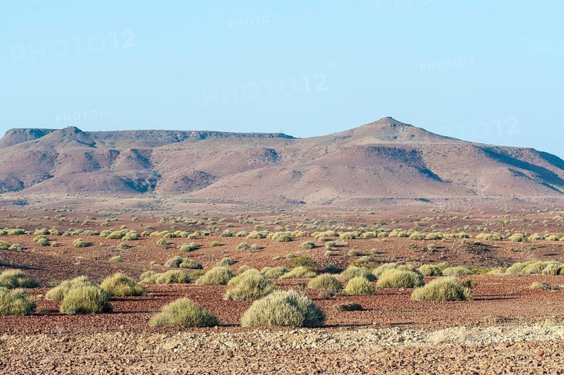 Dry open landscape with Damara Milk-bush or Melkbos (Euphorbia damarana) and hills