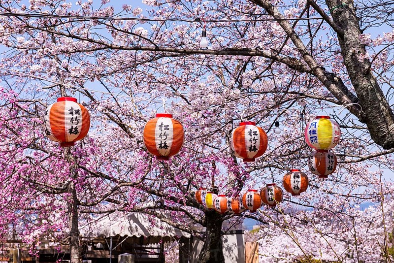 Cherry blossom