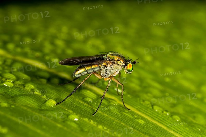 Dolyfly (Dolichopus sp.)