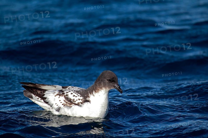 Cape Petrel (Daption capense)