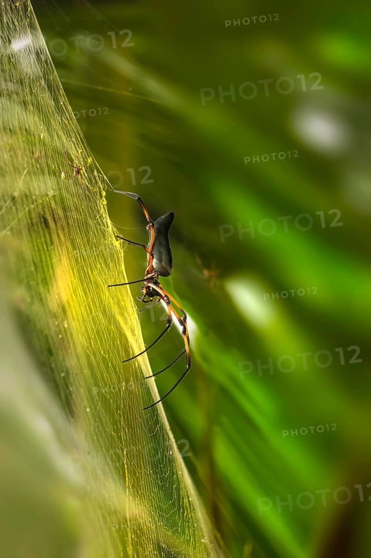 Red-legged Golden Orb-web Spider (Nephila inaurata)