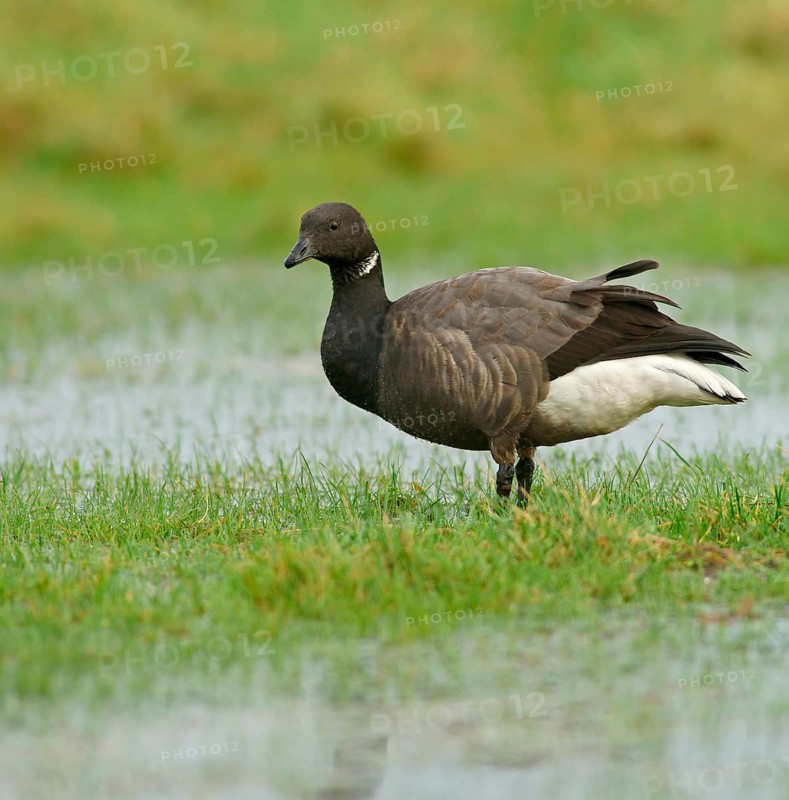 Brant or Brent Goose (Branta bernicla)