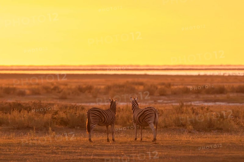 Burchell's Zebras (Equus burchelli) at sunset at a water hole