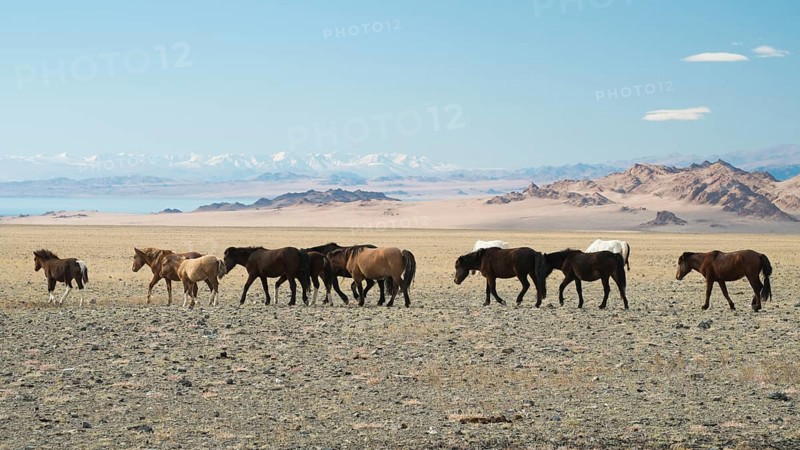 Wild horses at Achit Nuur