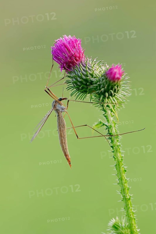 Crane Fly (Tipula paludosa) on a Spear Thistle (Cirsium vulgare