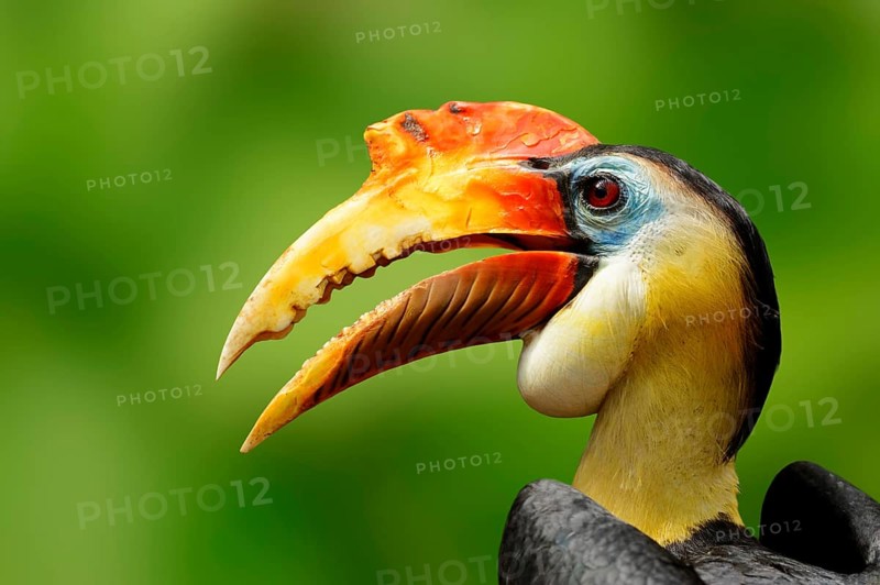 Wrinkled Hornbill (Aceros corrugatus)
