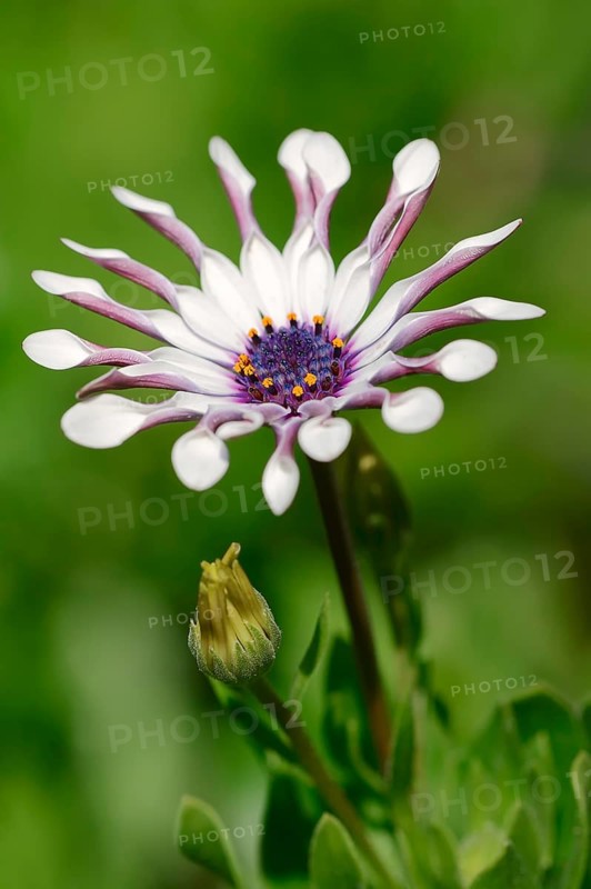 Cape marguerite (Dimorphotheca ecklonis