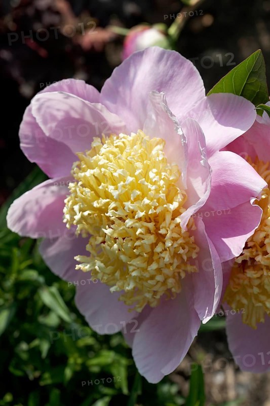 Chinese Peony 'Westerner' (Paeonia lactiflora 'Westerner')