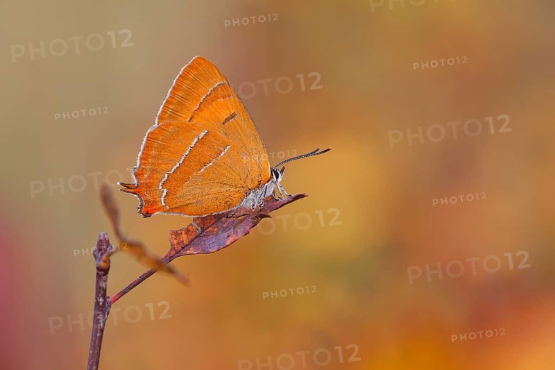 Brown Hairstreak (Thecla betulae)