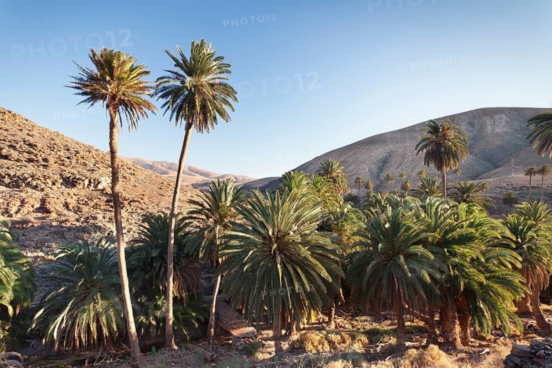 Palms trees