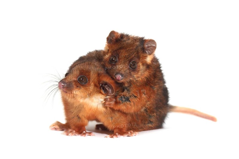 Common Ringtail Possums (Pseudocheirus peregrinus)
