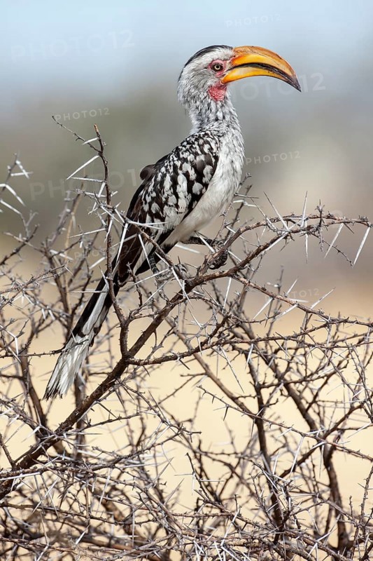 Eastern Yellow-billed Hornbill (Tockus flavirostris)