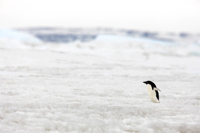 Adelie Penguin (Pygoscelis adeliae)