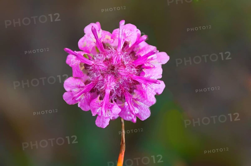 Woolly Lousewort (Pedicularis lanata)