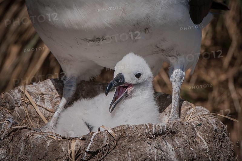 Black-browed Albatross or Black-browed Mollymawk (Thalassarche melanophris)