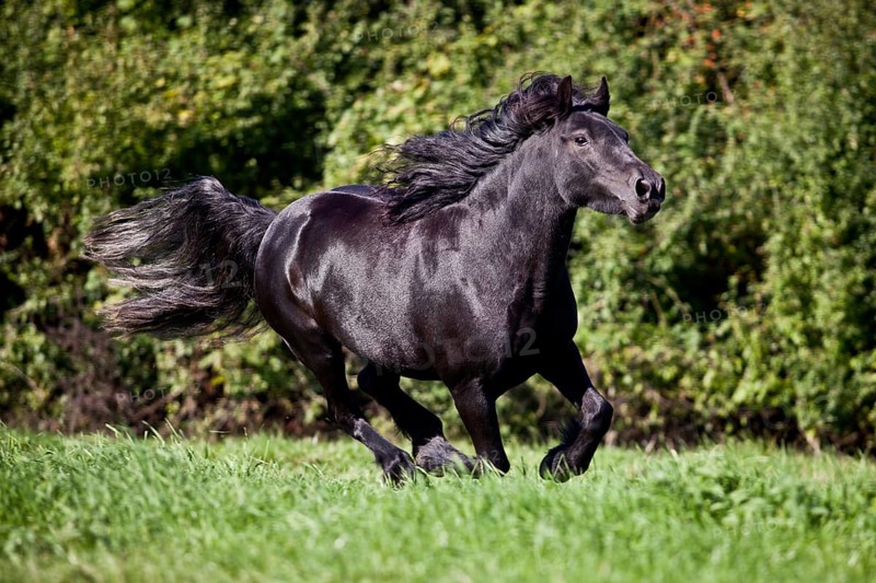 Fell Pony