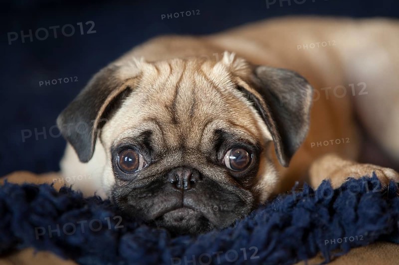 Pug