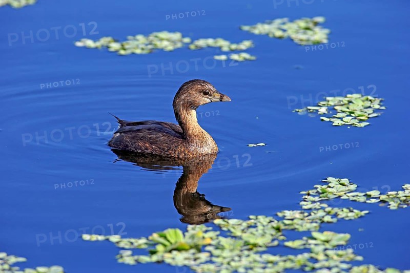Grebe