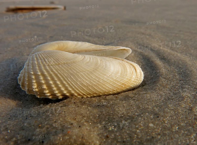 False Angel Wing or American Piddock (Petricola pholadiformis)