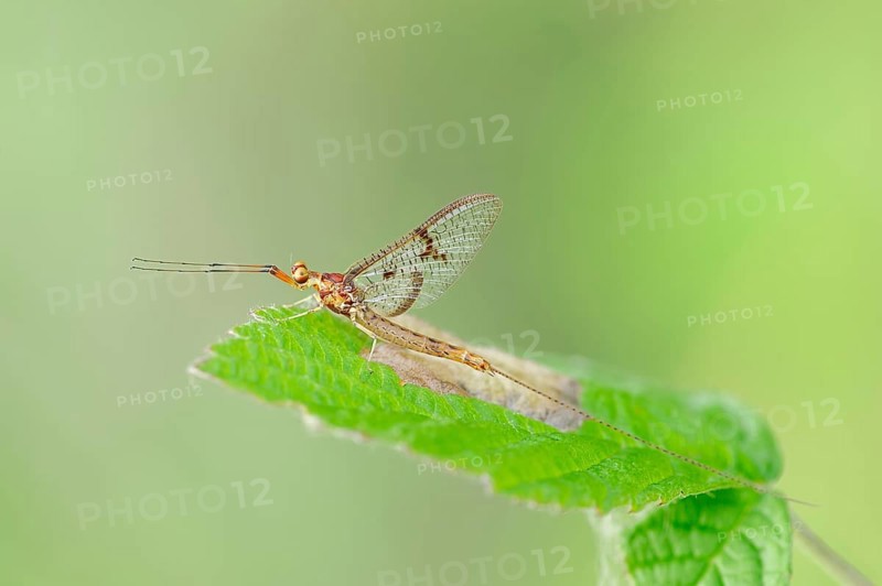 Mayfly (Ephemera lineata)