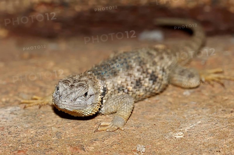 Yellow-backed Spiny Lizard (Sceloporus magister)