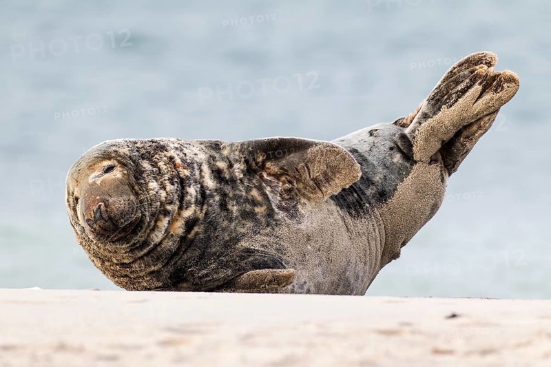 Grey Seal (Halichoerus grypus)