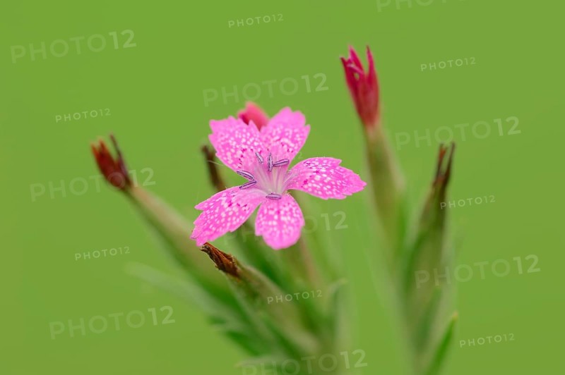 Deptford Pink (Dianthus armeria)