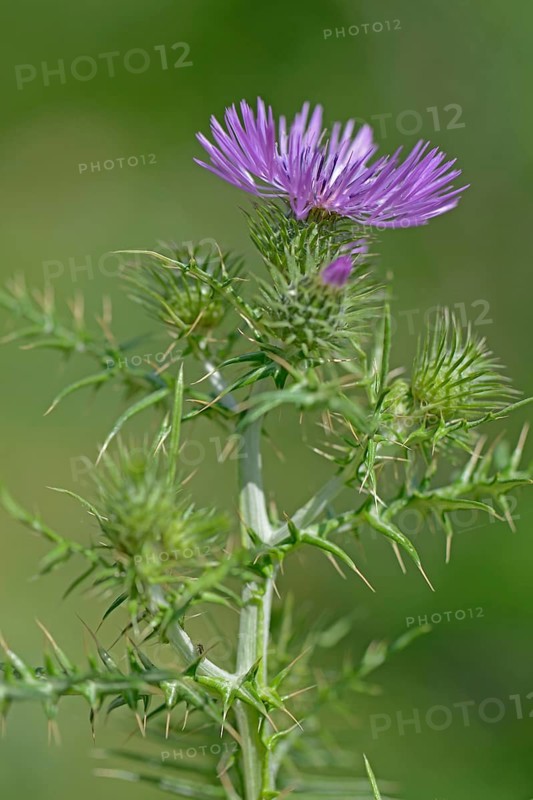 Spiny Plumeless Thistle (Carduus acanthoides)