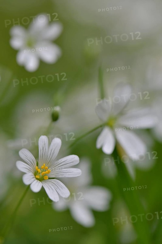 Wood Stitchwort (Stellaria nemorum)