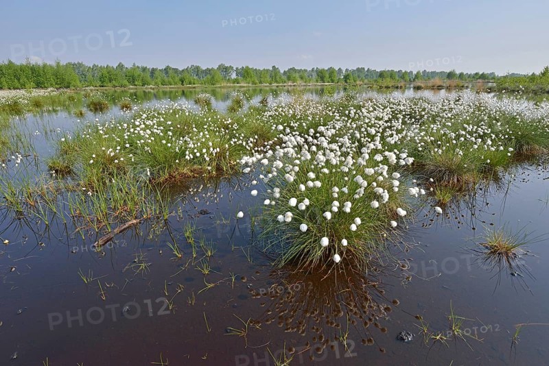 Tussock Cottongrass (Eriophorum vaginatum)