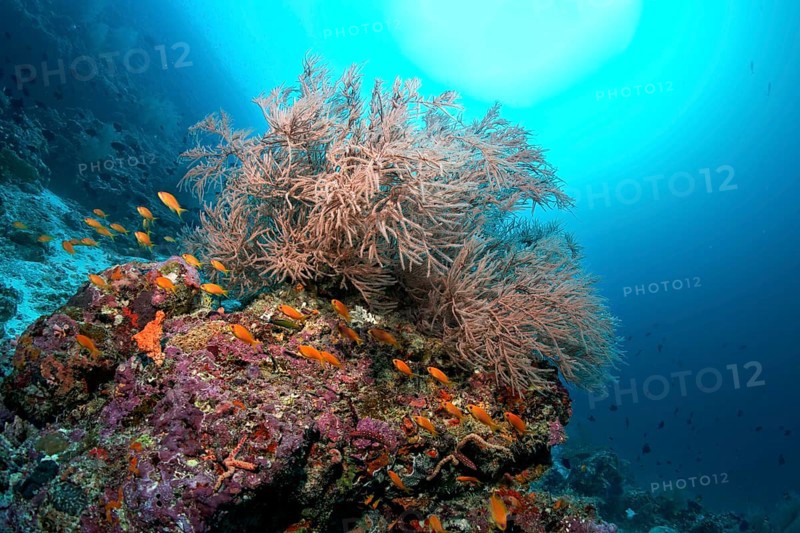 Coral reef with Black Coral (Antipathes sp.) and Anthias (Anthiadinae)