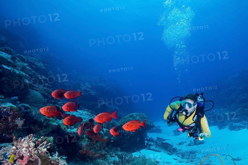 Scuba diver beside a school of Lunar-tailed Bigeye or Moontail Bullseye (Priacanthus hamrur)