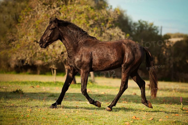 Black Menorquin stallion