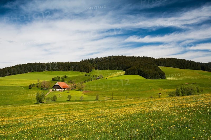 Flower meadow