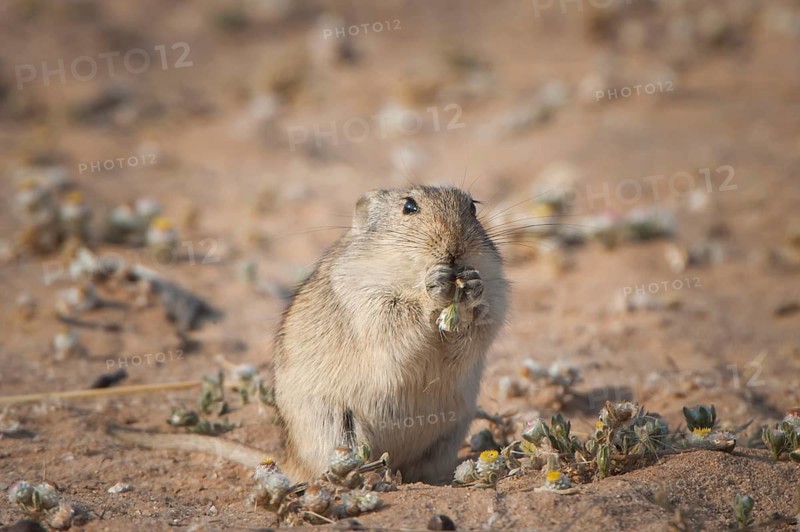 Brants's whistling rat (Parotomys brantsii)