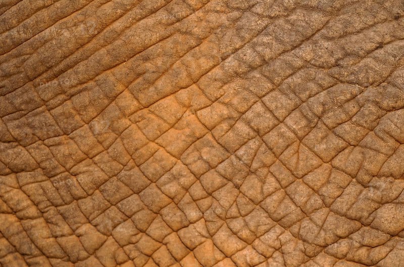 African Elephant (Loxodonta africana)