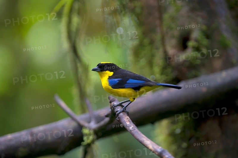 Blue-winged Mountain Tanager (Anisognathus somptuosus) male